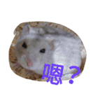 cute mice daily（個別スタンプ：13）