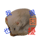 cute mice daily（個別スタンプ：14）