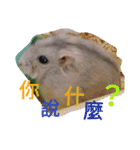 cute mice daily（個別スタンプ：16）
