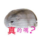 cute mice daily（個別スタンプ：17）