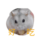 cute mice daily（個別スタンプ：19）