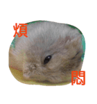 cute mice daily（個別スタンプ：20）