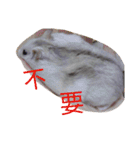 cute mice daily（個別スタンプ：22）