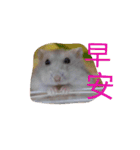 cute mice daily（個別スタンプ：23）
