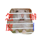 cute mice daily（個別スタンプ：24）