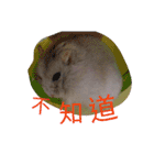 cute mice daily（個別スタンプ：25）