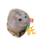 cute mice daily（個別スタンプ：26）