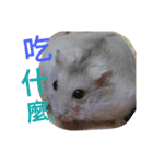 cute mice daily（個別スタンプ：27）