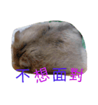 cute mice daily（個別スタンプ：29）