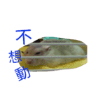 cute mice daily（個別スタンプ：30）