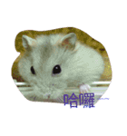 cute mice daily（個別スタンプ：31）