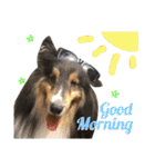 Cute sheltie シェットランド シープドッグ（個別スタンプ：2）