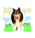 Cute sheltie シェットランド シープドッグ（個別スタンプ：3）