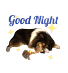 Cute sheltie シェットランド シープドッグ（個別スタンプ：4）