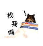 Cute sheltie シェットランド シープドッグ（個別スタンプ：6）