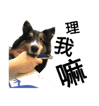 Cute sheltie シェットランド シープドッグ（個別スタンプ：8）