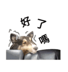 Cute sheltie シェットランド シープドッグ（個別スタンプ：9）