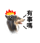 Cute sheltie シェットランド シープドッグ（個別スタンプ：12）