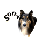 Cute sheltie シェットランド シープドッグ（個別スタンプ：13）