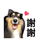 Cute sheltie シェットランド シープドッグ（個別スタンプ：14）