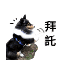 Cute sheltie シェットランド シープドッグ（個別スタンプ：15）