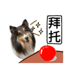 Cute sheltie シェットランド シープドッグ（個別スタンプ：16）