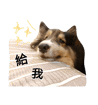 Cute sheltie シェットランド シープドッグ（個別スタンプ：17）