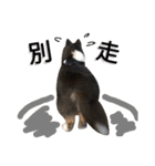 Cute sheltie シェットランド シープドッグ（個別スタンプ：18）