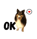 Cute sheltie シェットランド シープドッグ（個別スタンプ：21）