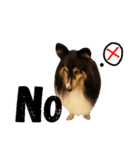 Cute sheltie シェットランド シープドッグ（個別スタンプ：22）
