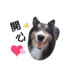 Cute sheltie シェットランド シープドッグ（個別スタンプ：23）
