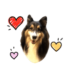 Cute sheltie シェットランド シープドッグ（個別スタンプ：24）