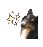 Cute sheltie シェットランド シープドッグ（個別スタンプ：25）