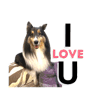 Cute sheltie シェットランド シープドッグ（個別スタンプ：26）