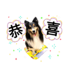Cute sheltie シェットランド シープドッグ（個別スタンプ：28）