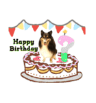 Cute sheltie シェットランド シープドッグ（個別スタンプ：29）