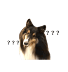 Cute sheltie シェットランド シープドッグ（個別スタンプ：30）