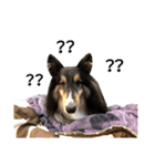 Cute sheltie シェットランド シープドッグ（個別スタンプ：31）
