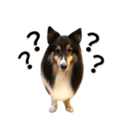 Cute sheltie シェットランド シープドッグ（個別スタンプ：32）