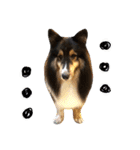 Cute sheltie シェットランド シープドッグ（個別スタンプ：33）