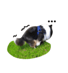 Cute sheltie シェットランド シープドッグ（個別スタンプ：34）