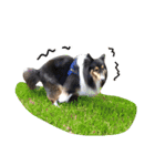 Cute sheltie シェットランド シープドッグ（個別スタンプ：35）