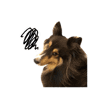 Cute sheltie シェットランド シープドッグ（個別スタンプ：36）
