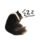 Cute sheltie シェットランド シープドッグ（個別スタンプ：38）