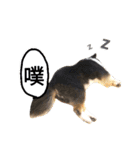 Cute sheltie シェットランド シープドッグ（個別スタンプ：40）