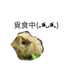 Mr.white the cutest guineapig（個別スタンプ：1）