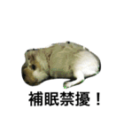 Mr.white the cutest guineapig（個別スタンプ：2）