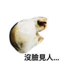 Mr.white the cutest guineapig（個別スタンプ：3）