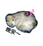 Mr.white the cutest guineapig（個別スタンプ：5）