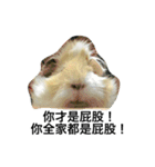 Mr.white the cutest guineapig（個別スタンプ：6）
